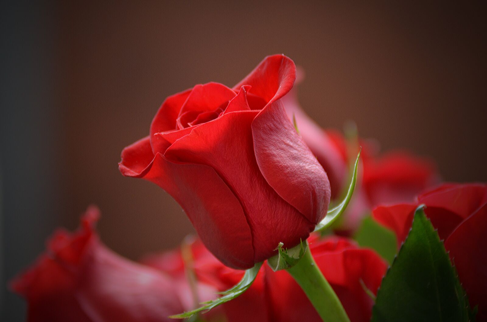 Nikon D7000 sample photo. Flower, rose, red photography
