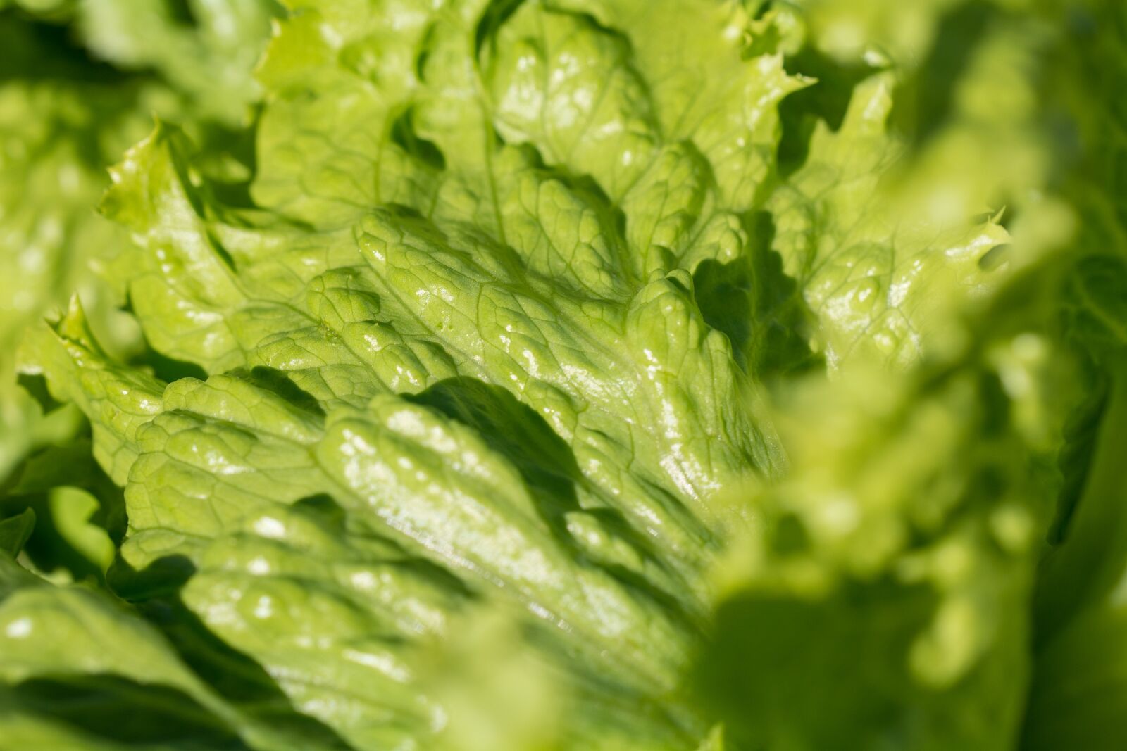 Nikon D7100 sample photo. Salad, iceberg lettuce, lettuce photography