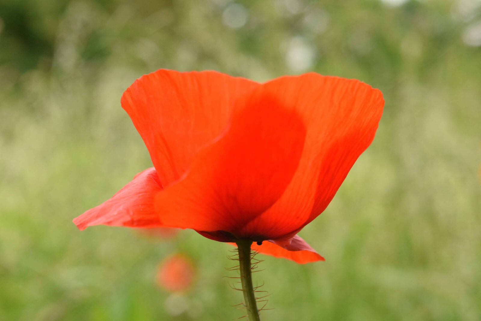 Nikon D3300 sample photo. Flora, nature, wildflower, field photography