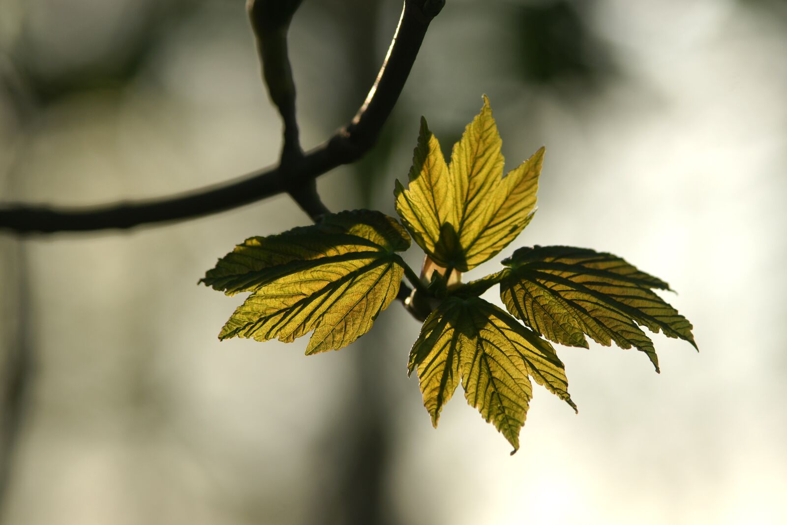 Sony Alpha DSLR-A700 sample photo. Leaf, nature, flora photography
