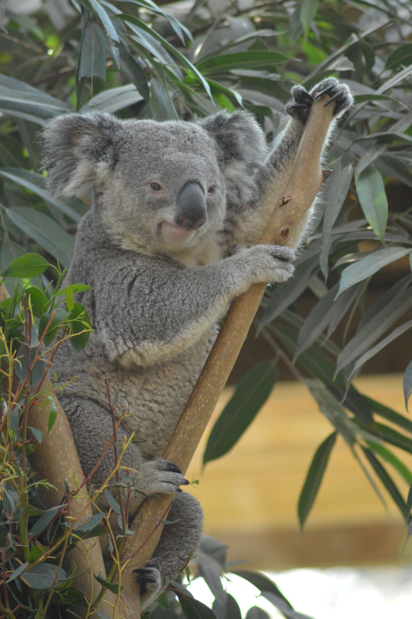 Nikon D3200 sample photo. Animal, koala, cute photography
