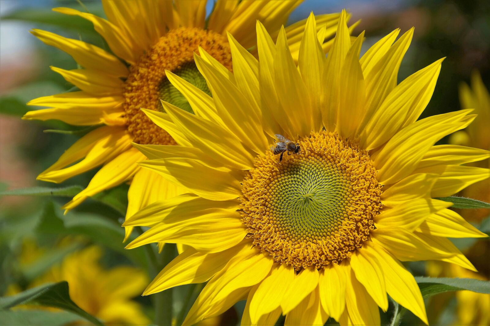 Sony SLT-A58 sample photo. Sunflower, yellow, the shining photography