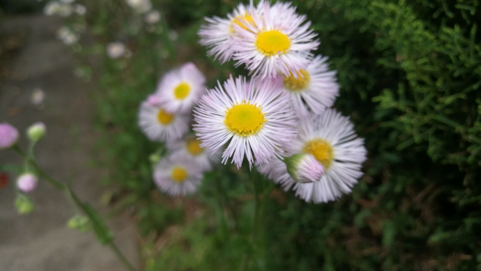 HUAWEI Honor 8 sample photo. Nature, flora, flower photography