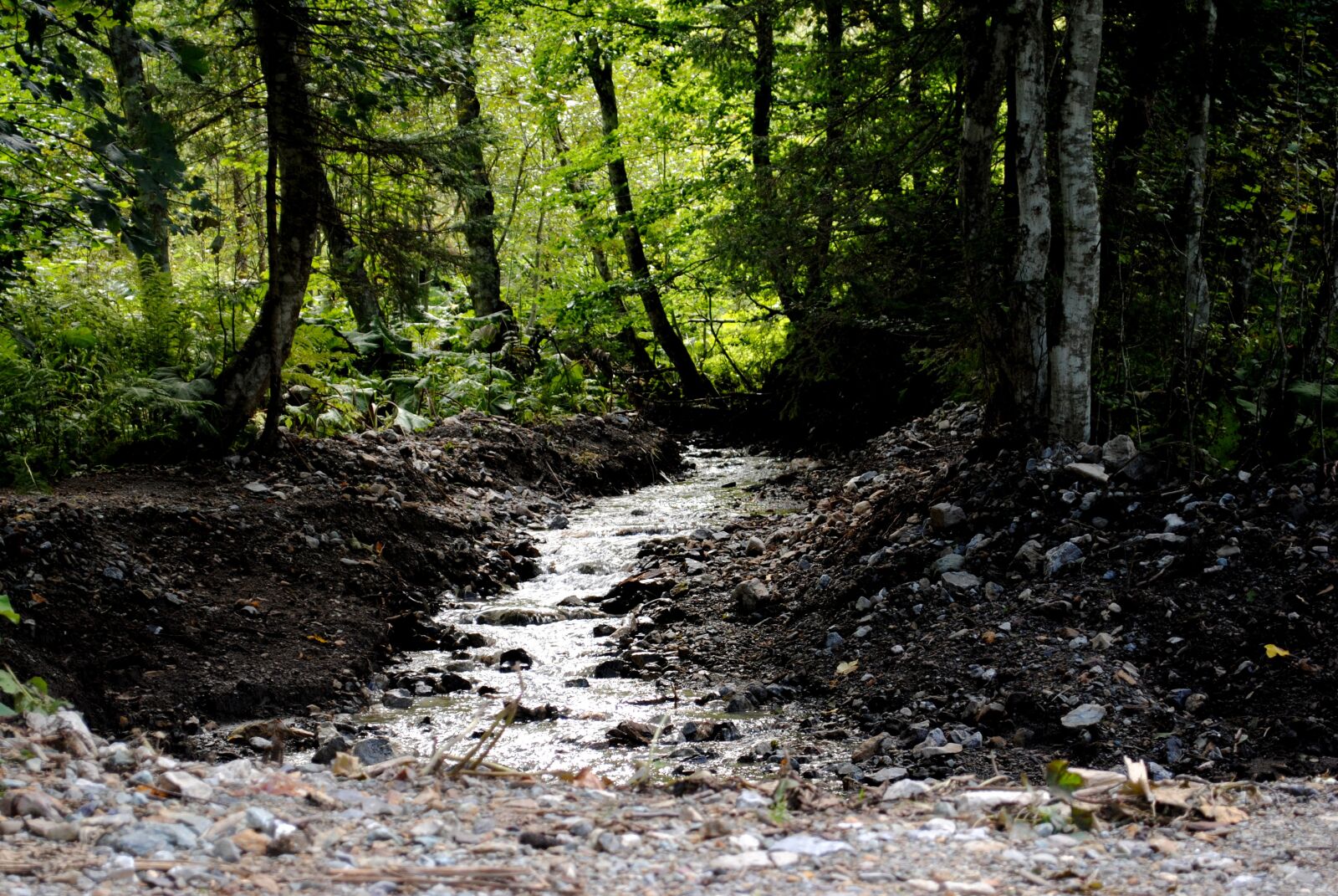 Nikon D3000 sample photo. Bach, forest, water photography