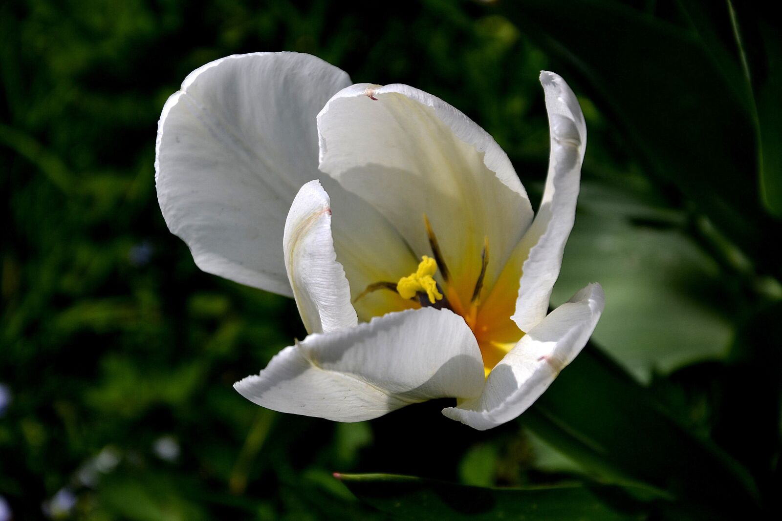 Nikon D3100 sample photo. Flower, garden, spring photography