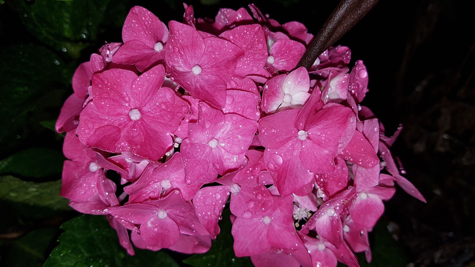 Samsung Galaxy S7 sample photo. Wildflower, pink flowers, summer photography