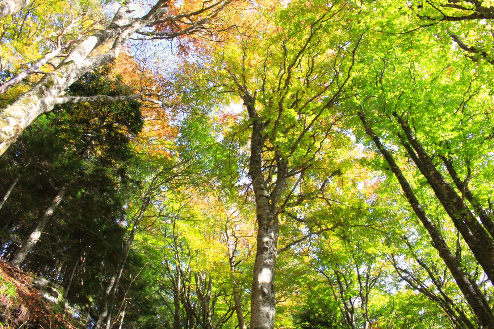 Canon EOS 100D (EOS Rebel SL1 / EOS Kiss X7) sample photo. Fall, tree, color photography