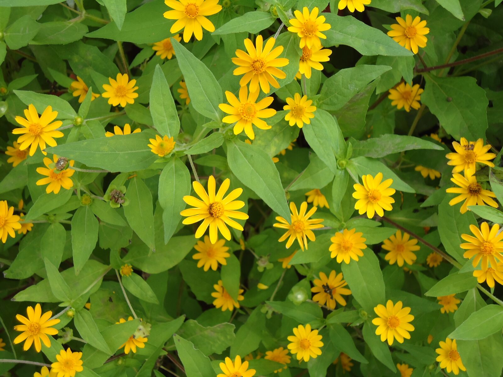 Sony Cyber-shot DSC-W320 sample photo. Yellow, green, flower photography
