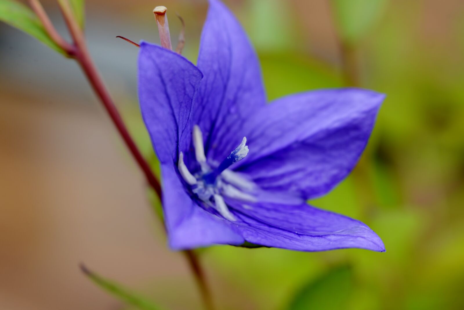 Nikon D600 sample photo. Campanula, bells flower, flora photography