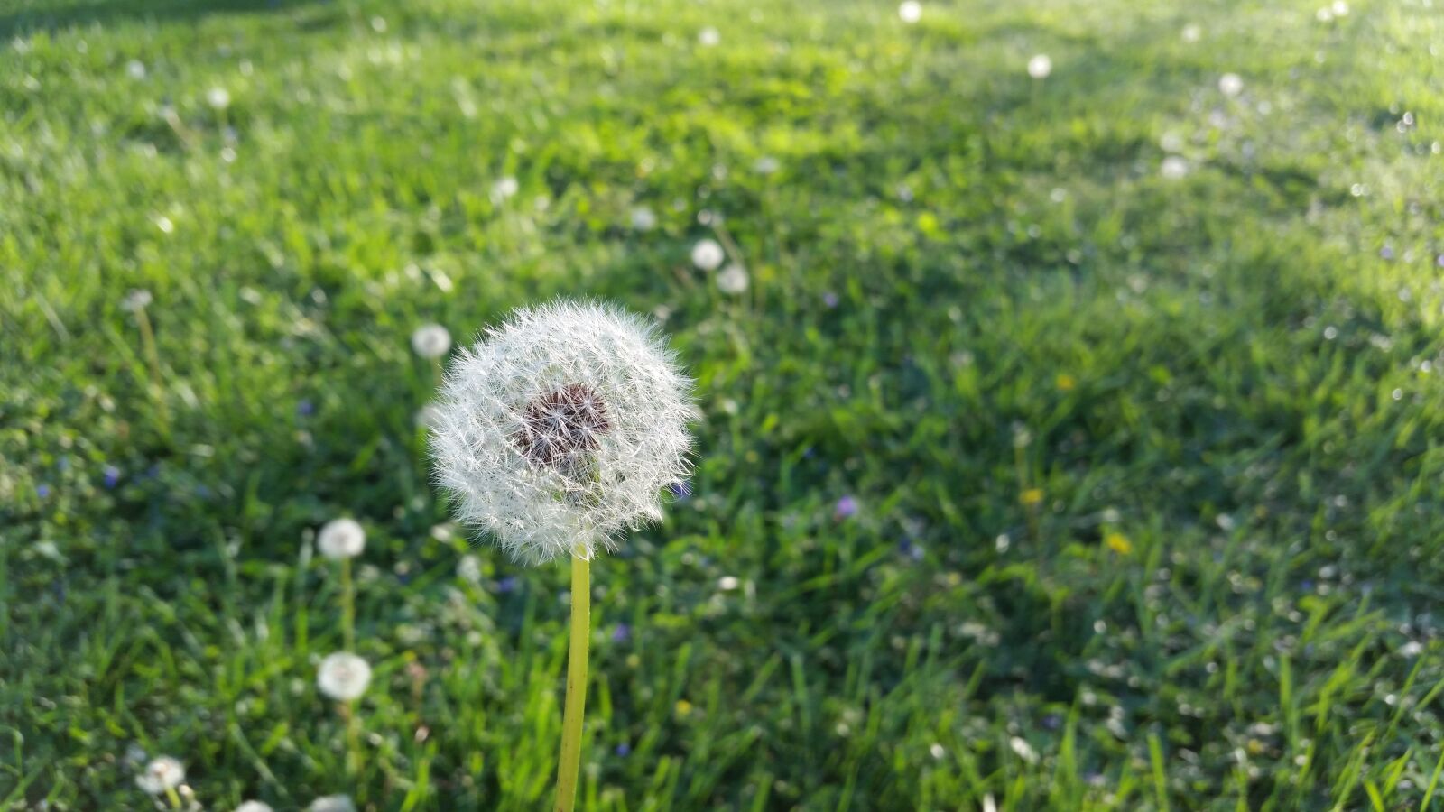Samsung Galaxy S5 sample photo. Dandelions, weeds, summer photography