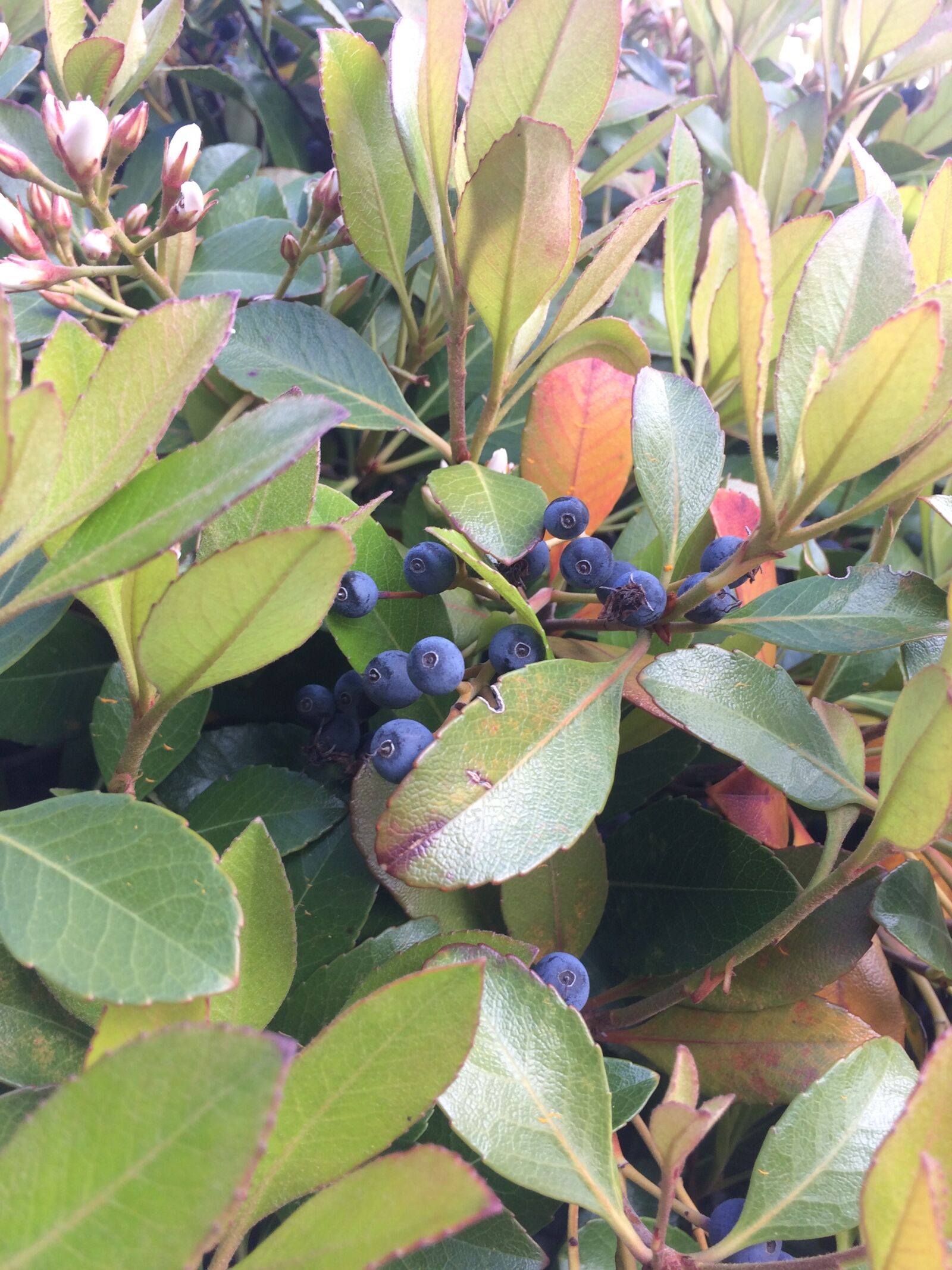 iPhone 5s back camera 4.15mm f/2.2 sample photo. Berries photography