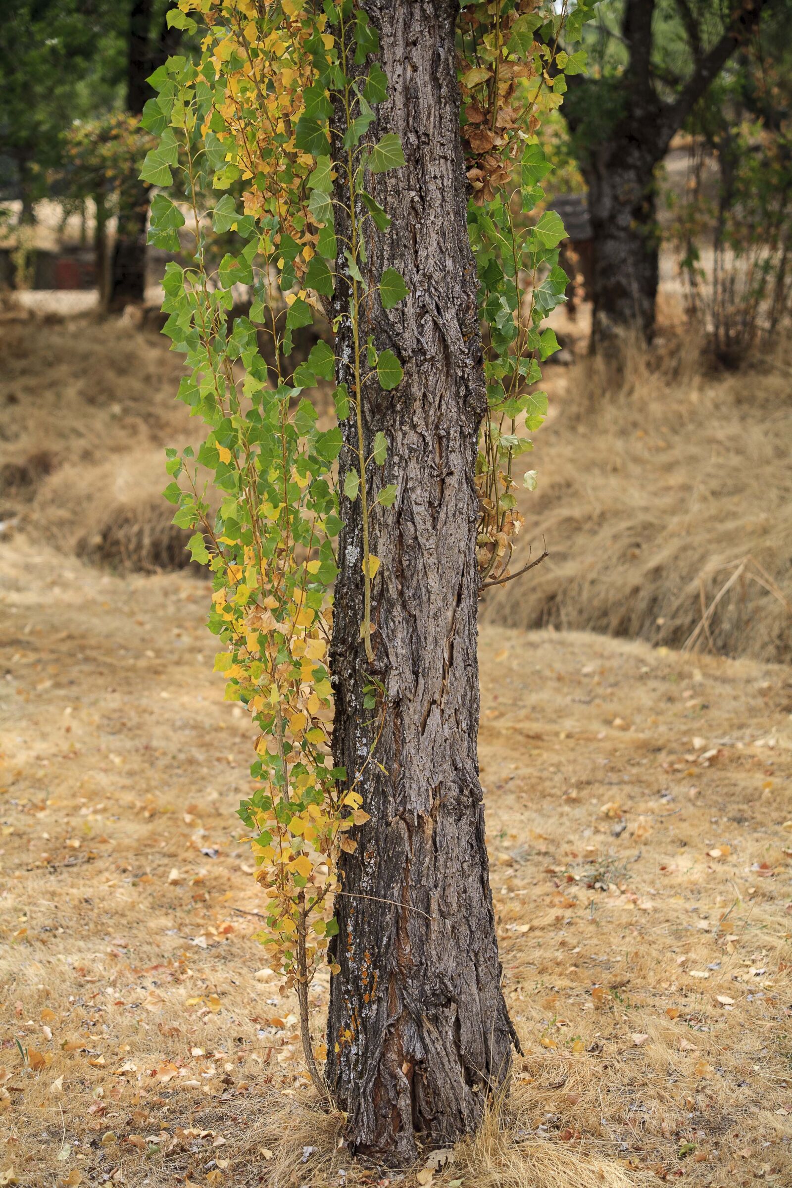 Canon EOS 5D sample photo. Tree, el escorial, lavirian photography