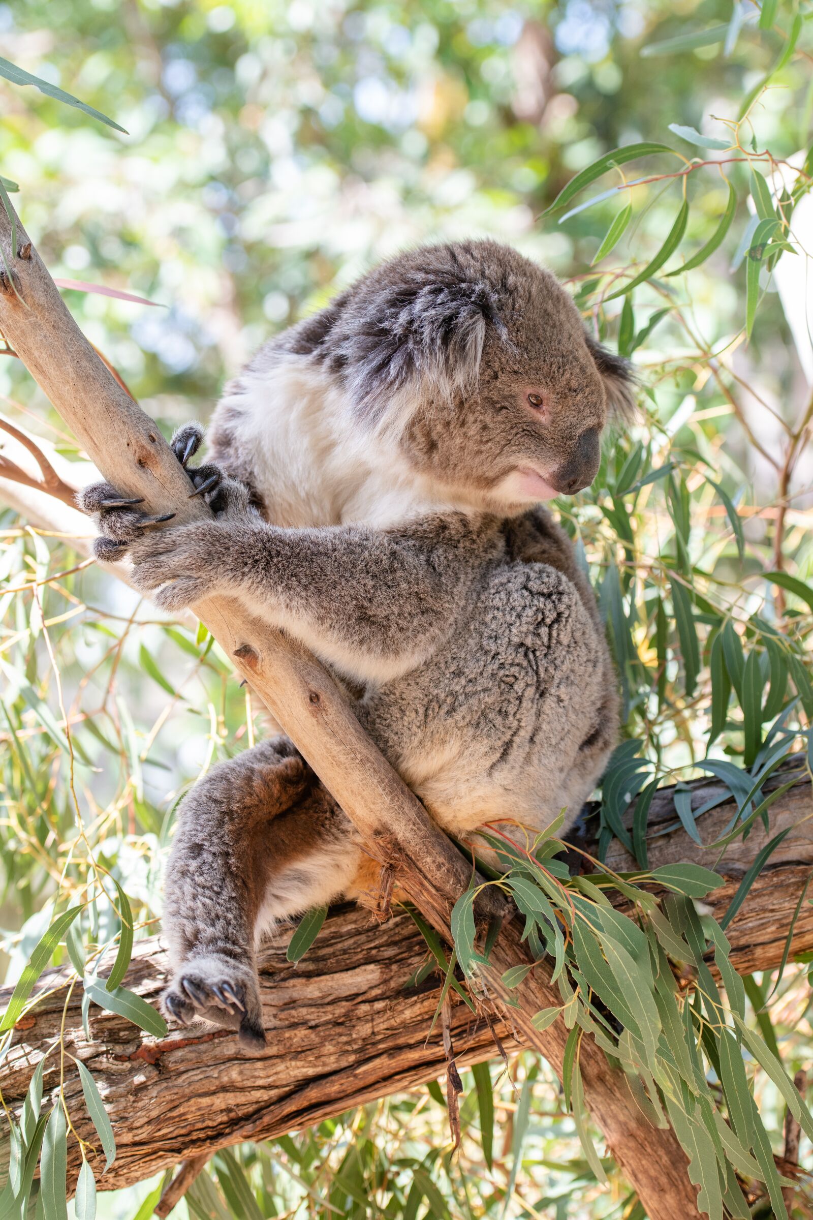 Nikon D850 sample photo. Koala, marsupial, herbivore photography