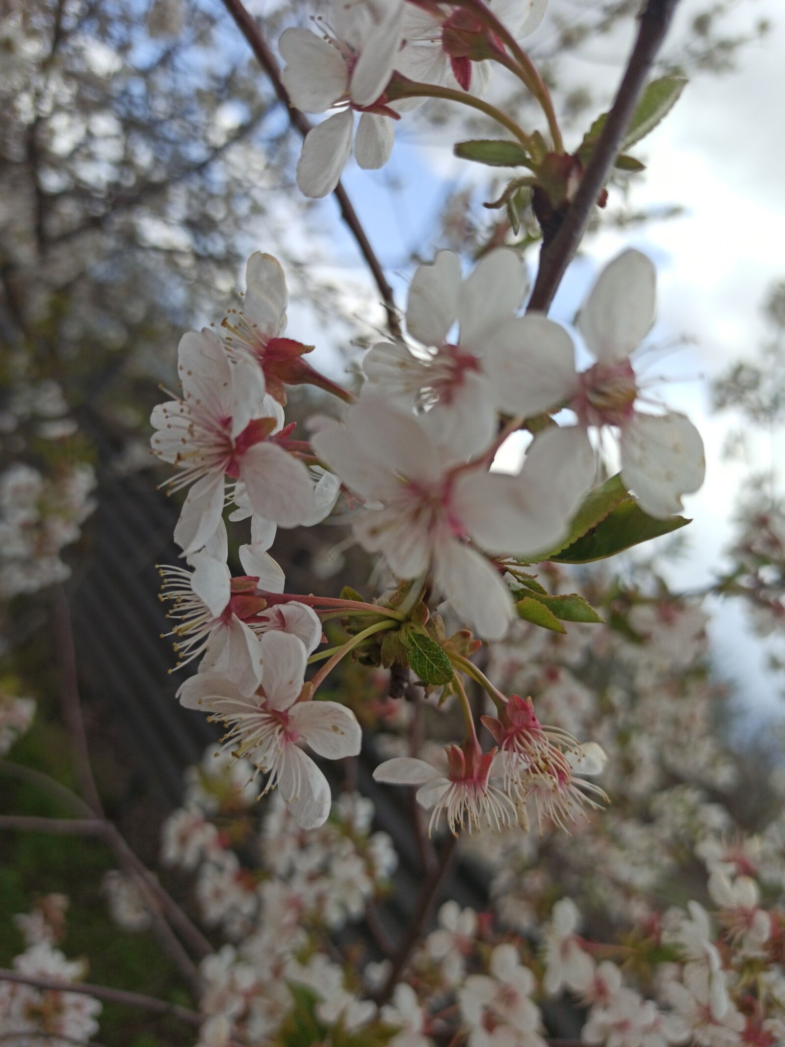 Xiaomi Redmi Note 8 Pro sample photo. скоро, весна, лето photography