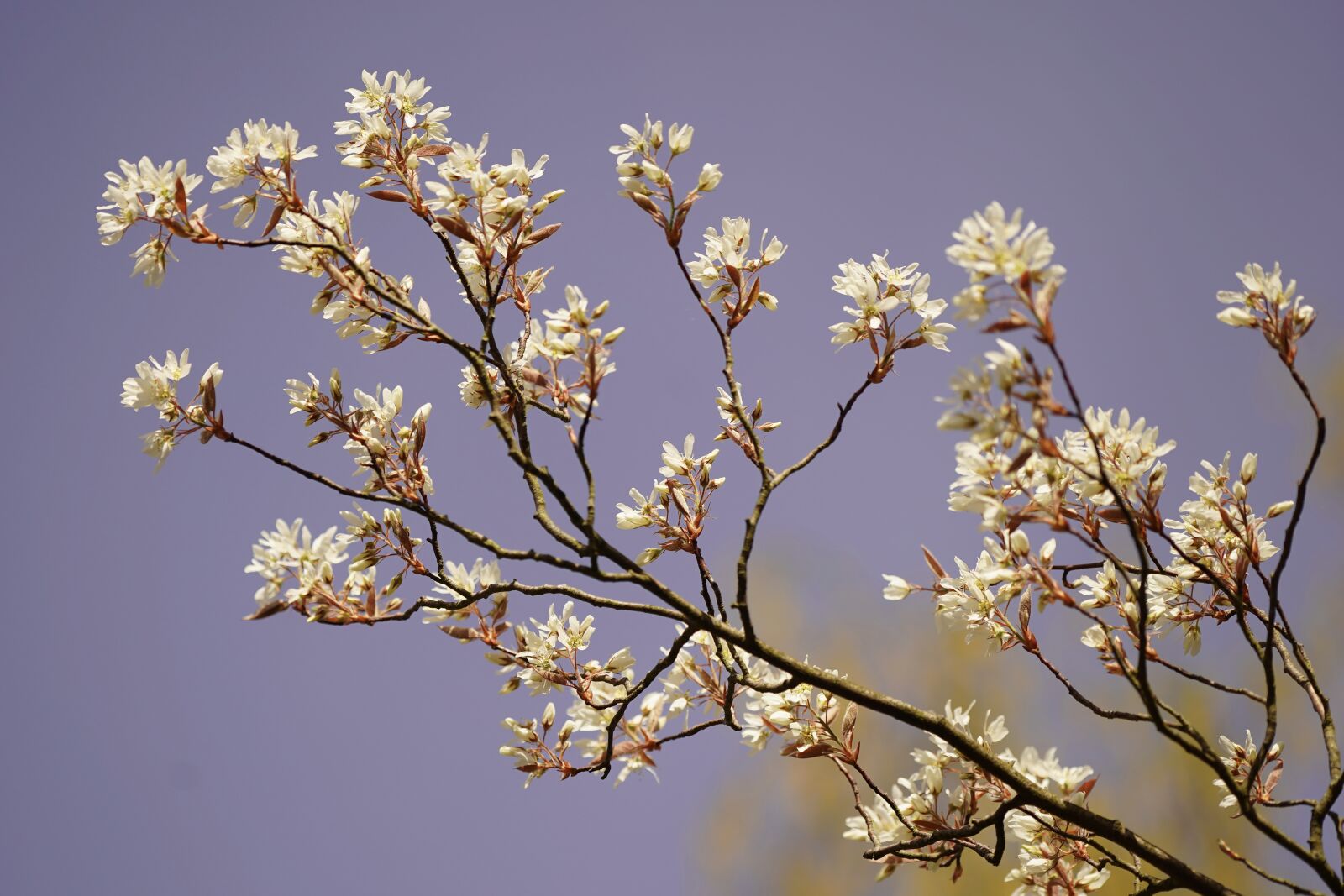 Sony a7 III sample photo. Tree, flowers, spring photography