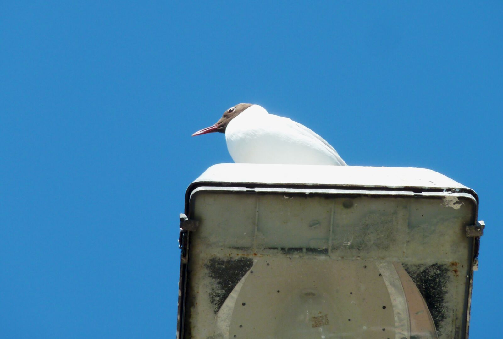 Panasonic DMC-TZ7 sample photo. Gull, bird, feather photography