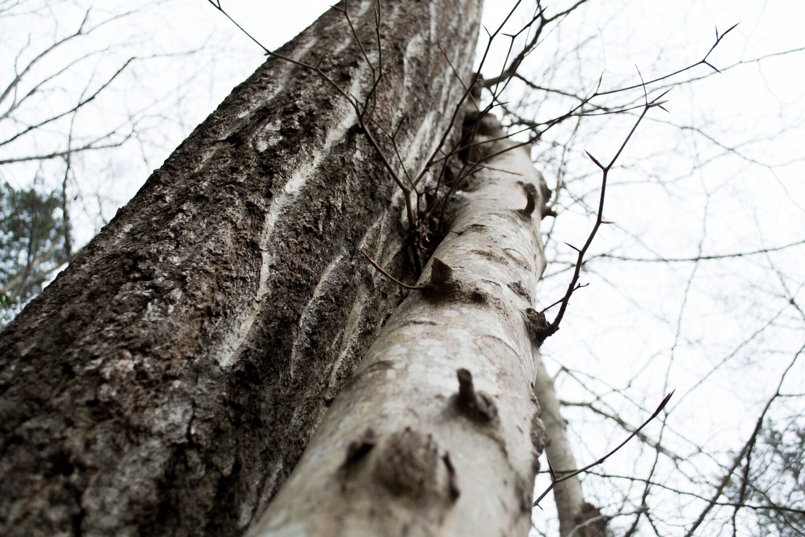 Nikon D3100 sample photo. Tree, trunk, linear photography