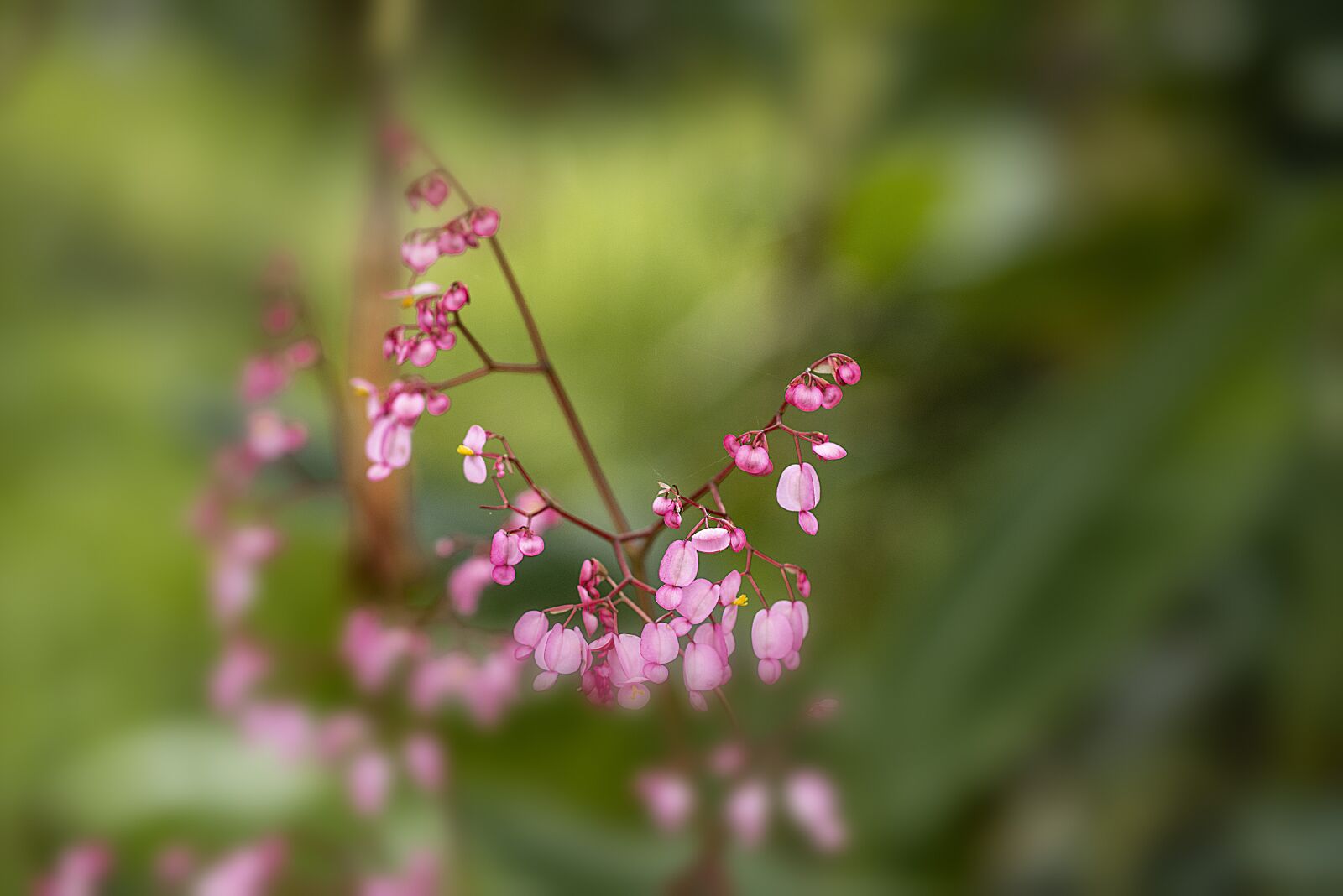 Nikon D600 sample photo. Orchids, flowers, nature photography