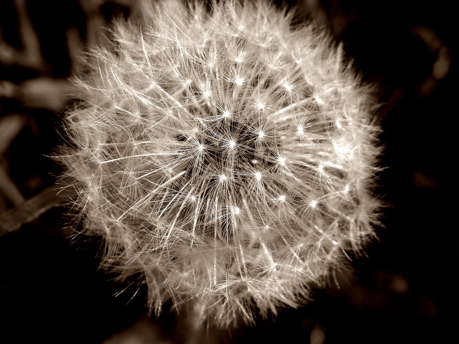 Nikon Coolpix L16 sample photo. Dandelion, summer, flower photography