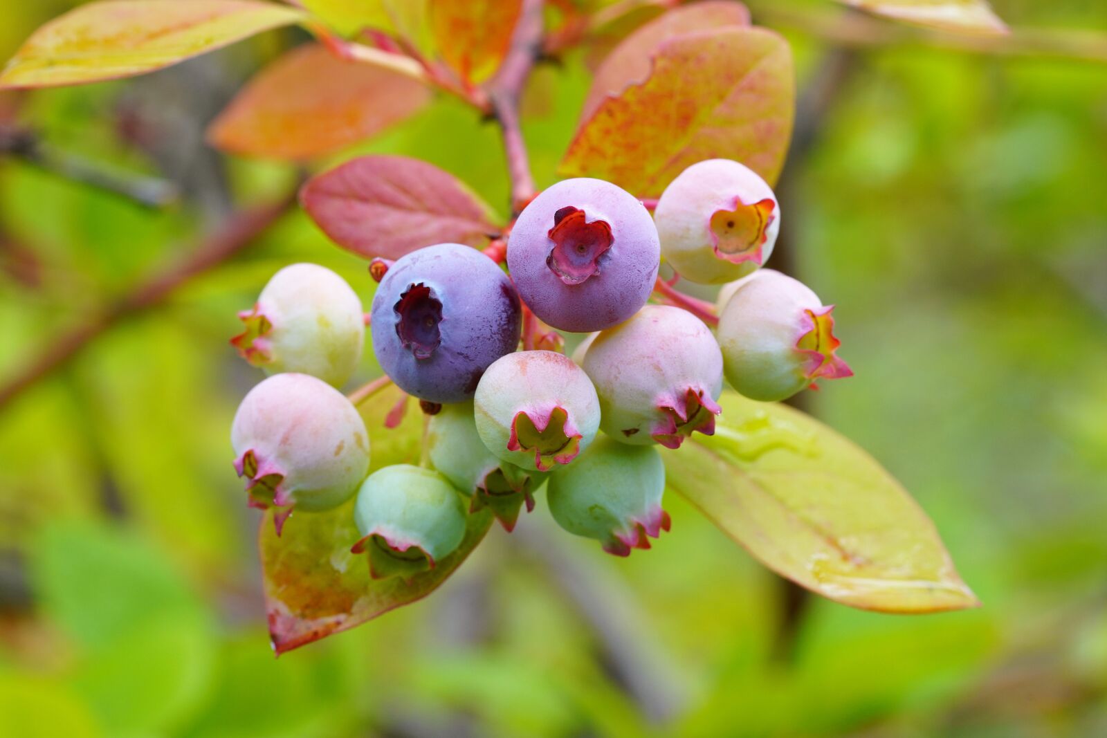 Sony a7R III + Sony FE 90mm F2.8 Macro G OSS sample photo. Fruit, arsenic fruit, nature photography