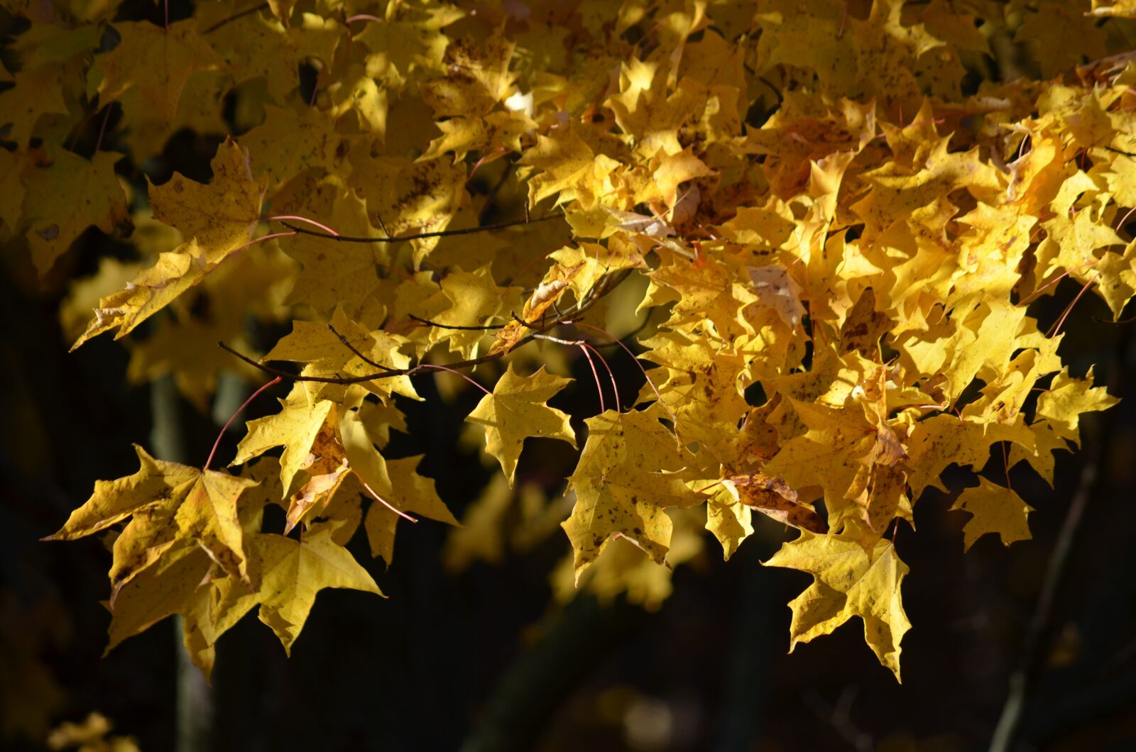 Nikon D5100 sample photo. Fall, autumn, yellow photography