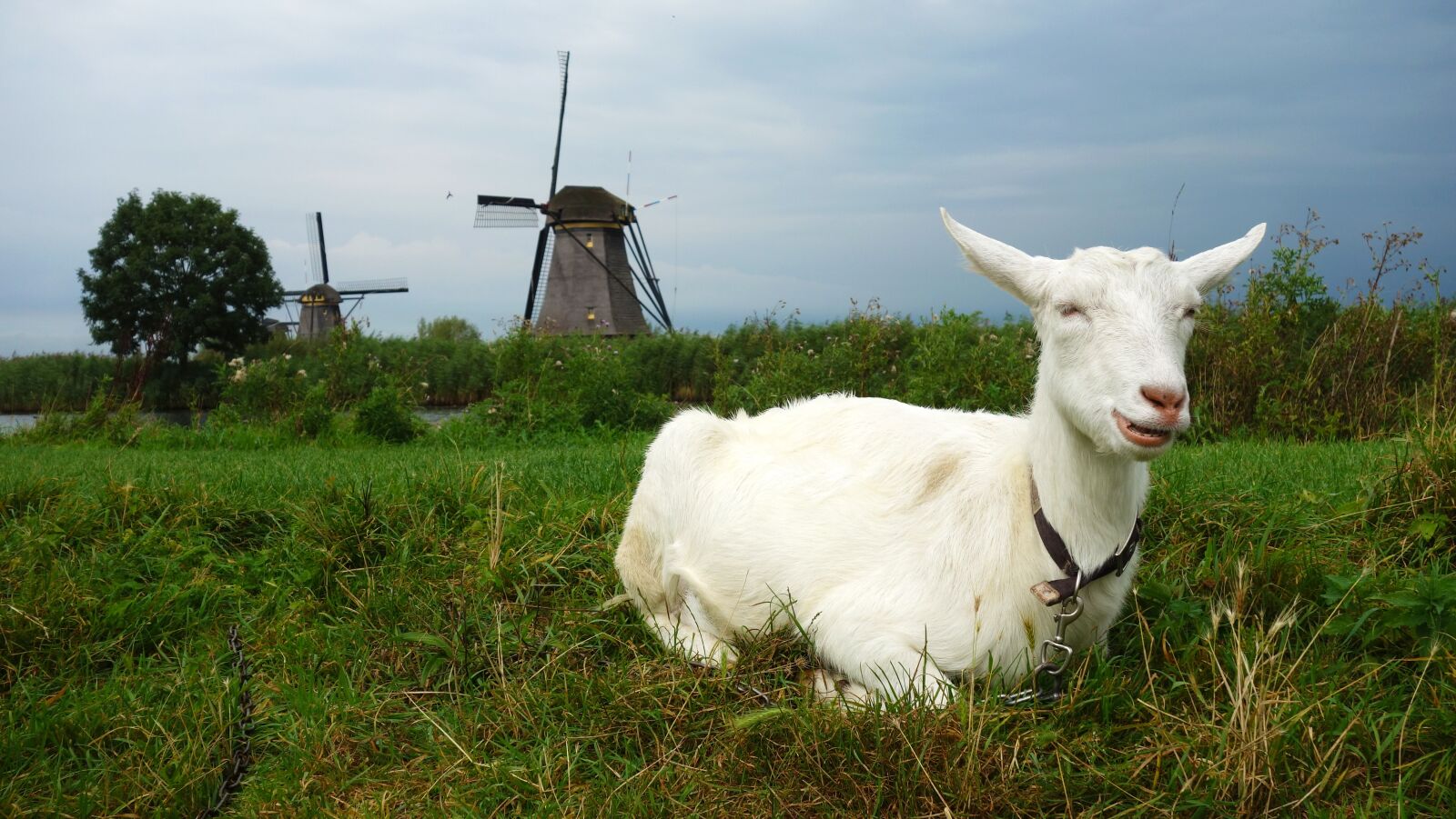 Sony Cyber-shot DSC-RX100 sample photo. Goat, mill, wind mill photography