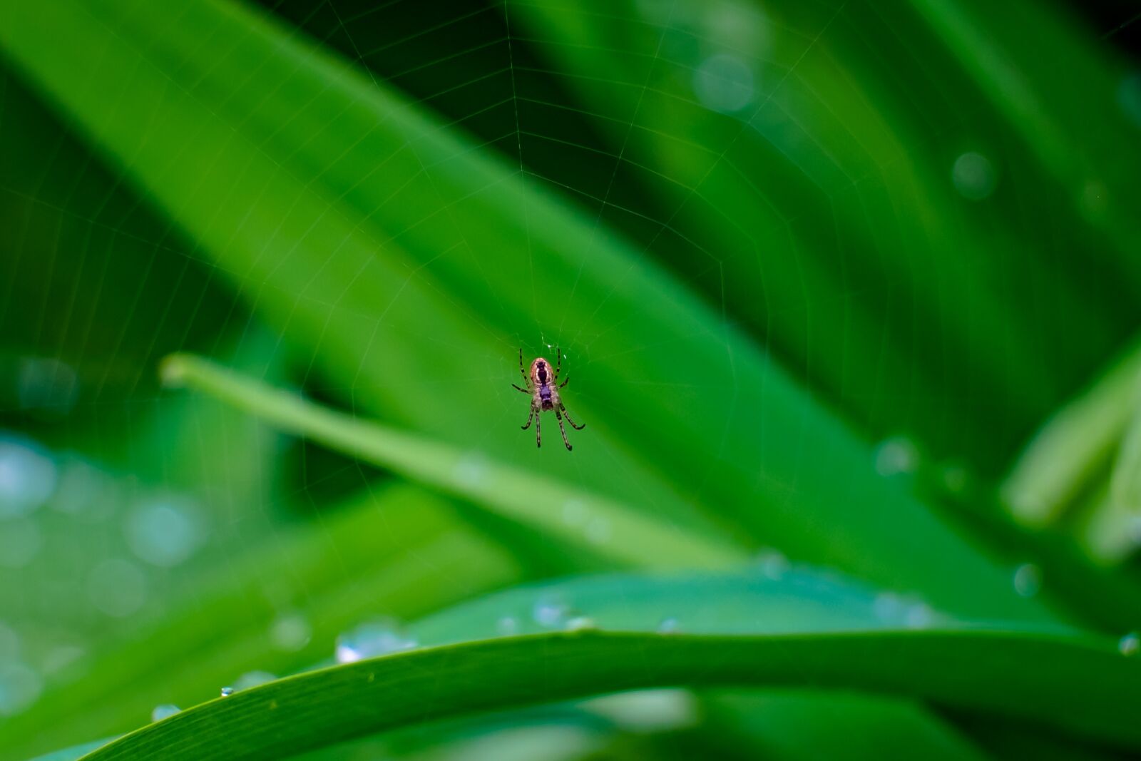 Fujifilm XF 55-200mm F3.5-4.8 R LM OIS sample photo. Spider, hotel, cobweb photography
