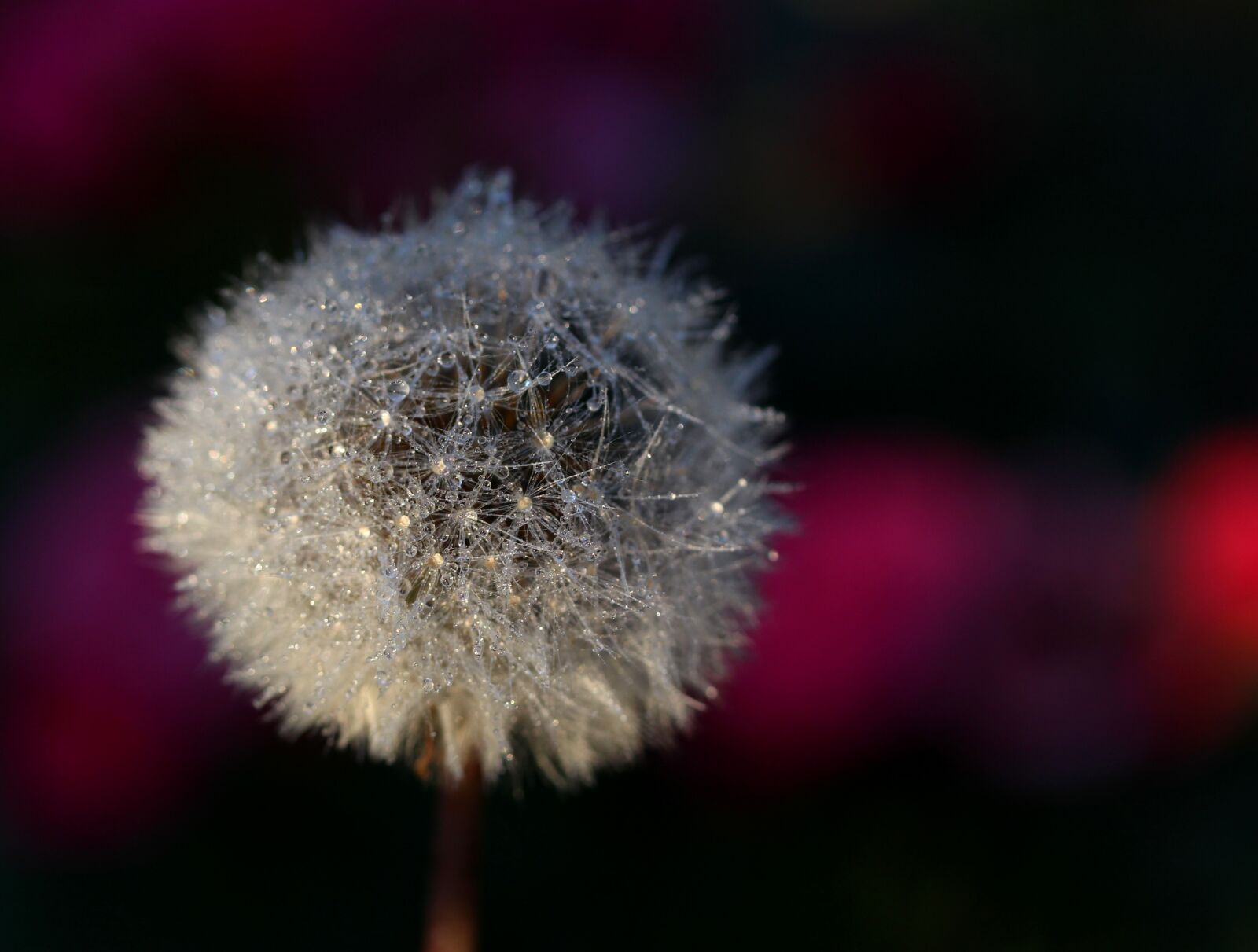 Canon EF-S 60mm F2.8 Macro USM sample photo. Dandelion, drops, plant photography
