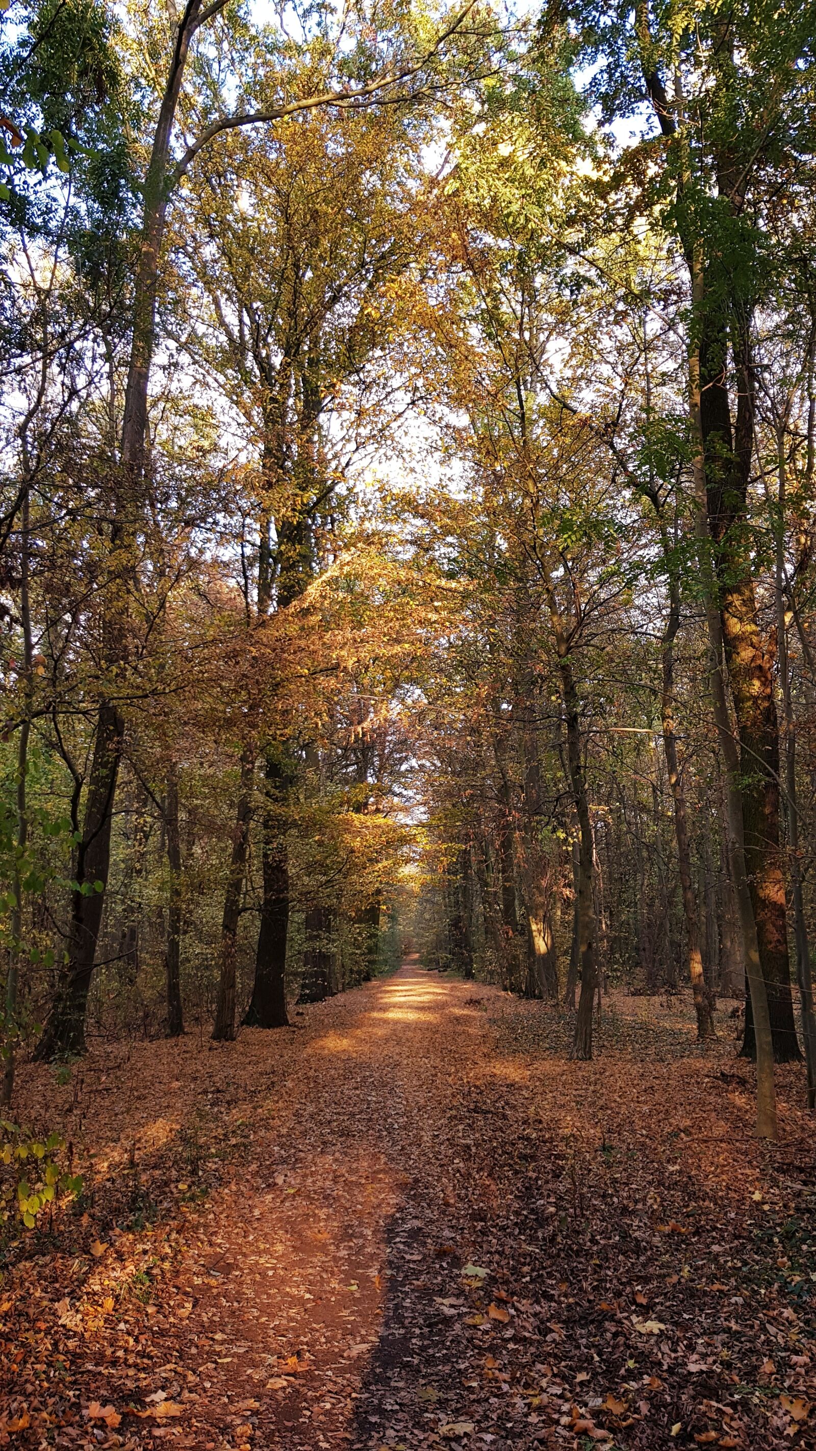 Samsung Galaxy S8 sample photo. Autumn, forest, leaves photography