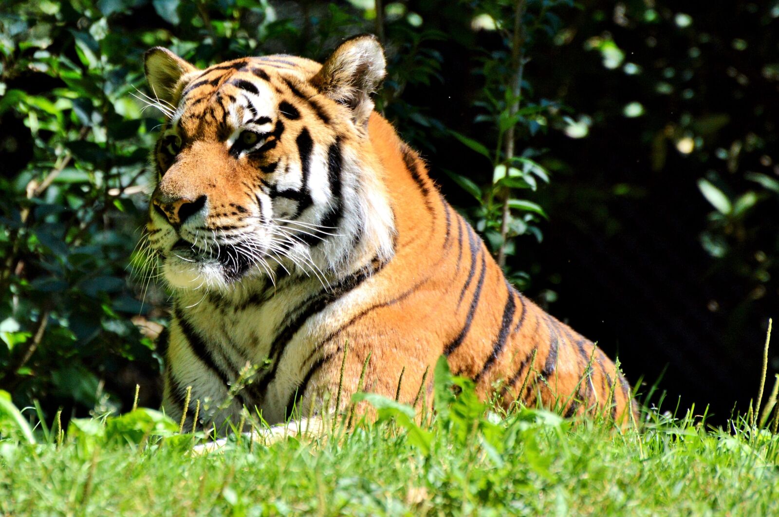 Nikon D3200 sample photo. Tiger, big cat, predator photography