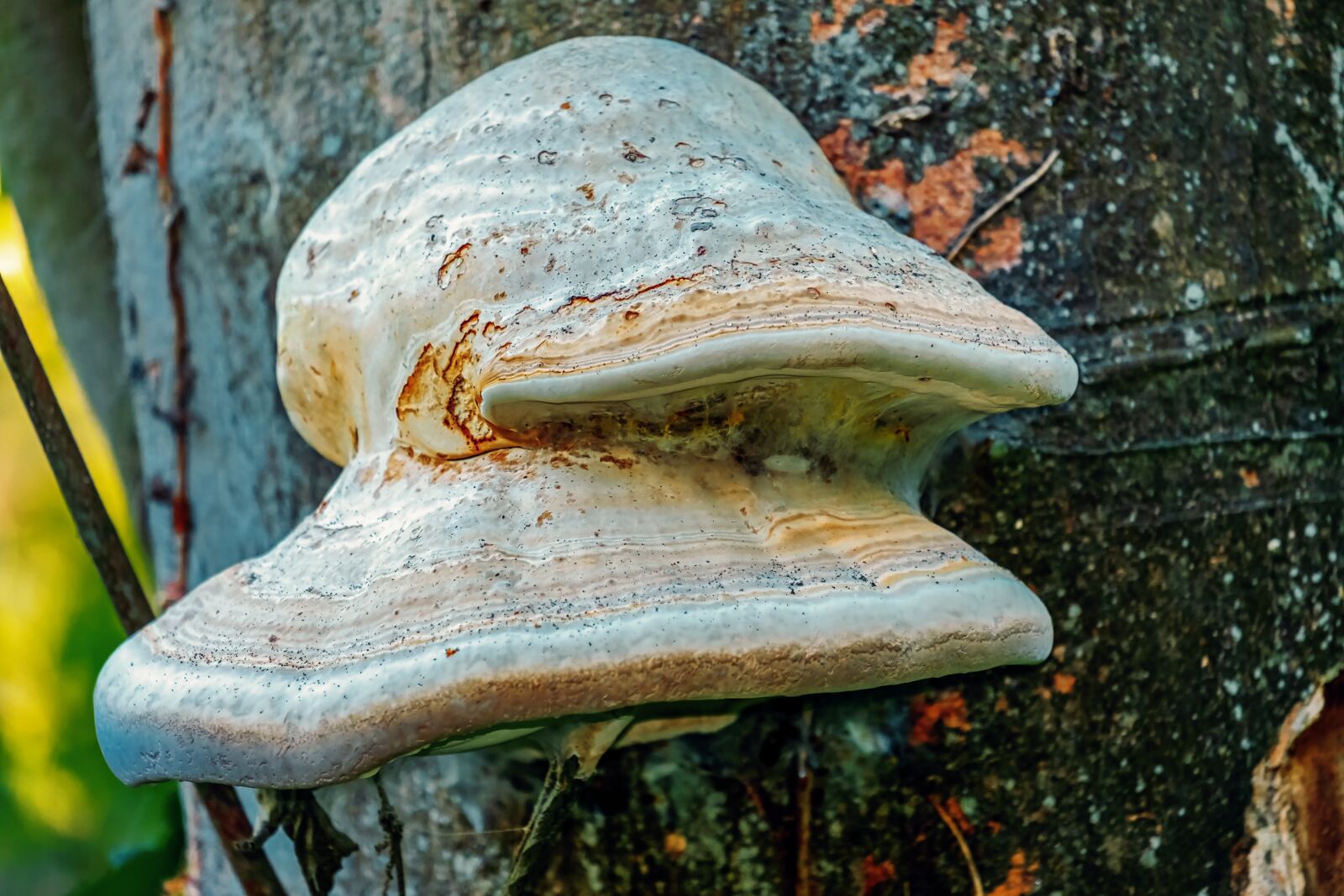 Fujifilm XF 55-200mm F3.5-4.8 R LM OIS sample photo. Tree fungus, mushroom, log photography