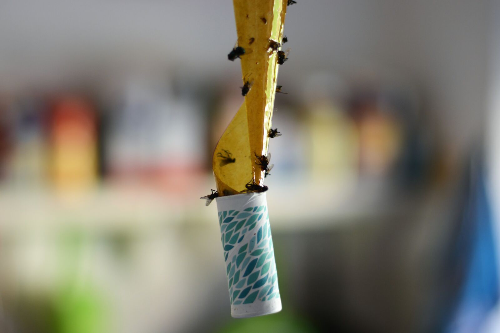 Nikon D7100 sample photo. House flies, fly catcher photography