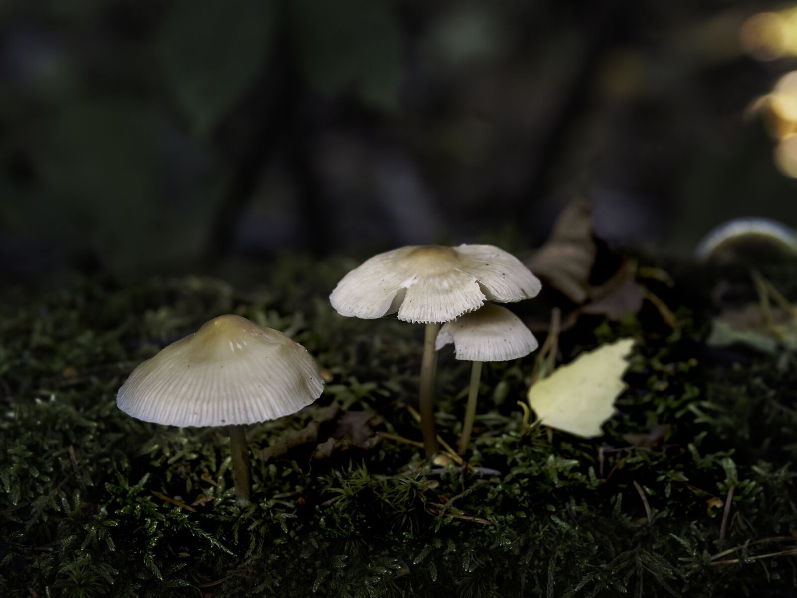 Sigma 60mm F2.8 DN Art sample photo. Mushrooms, tiny, fungi photography