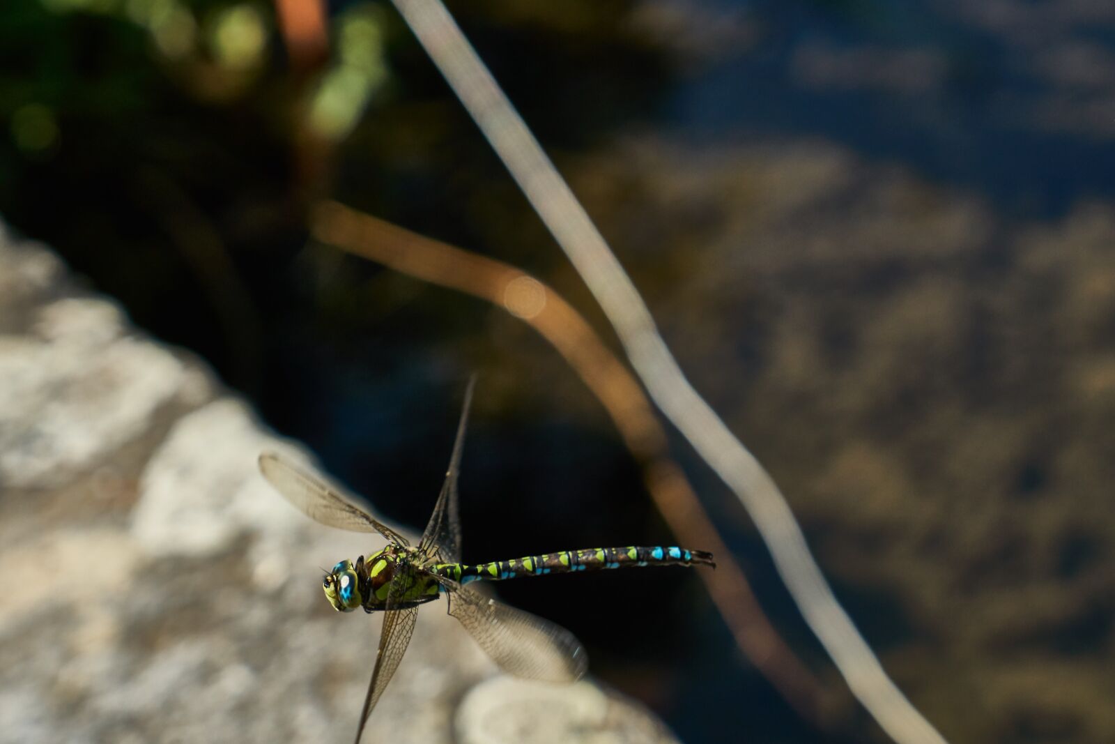 Sony a6300 sample photo. Dragonfly, insect, wing photography