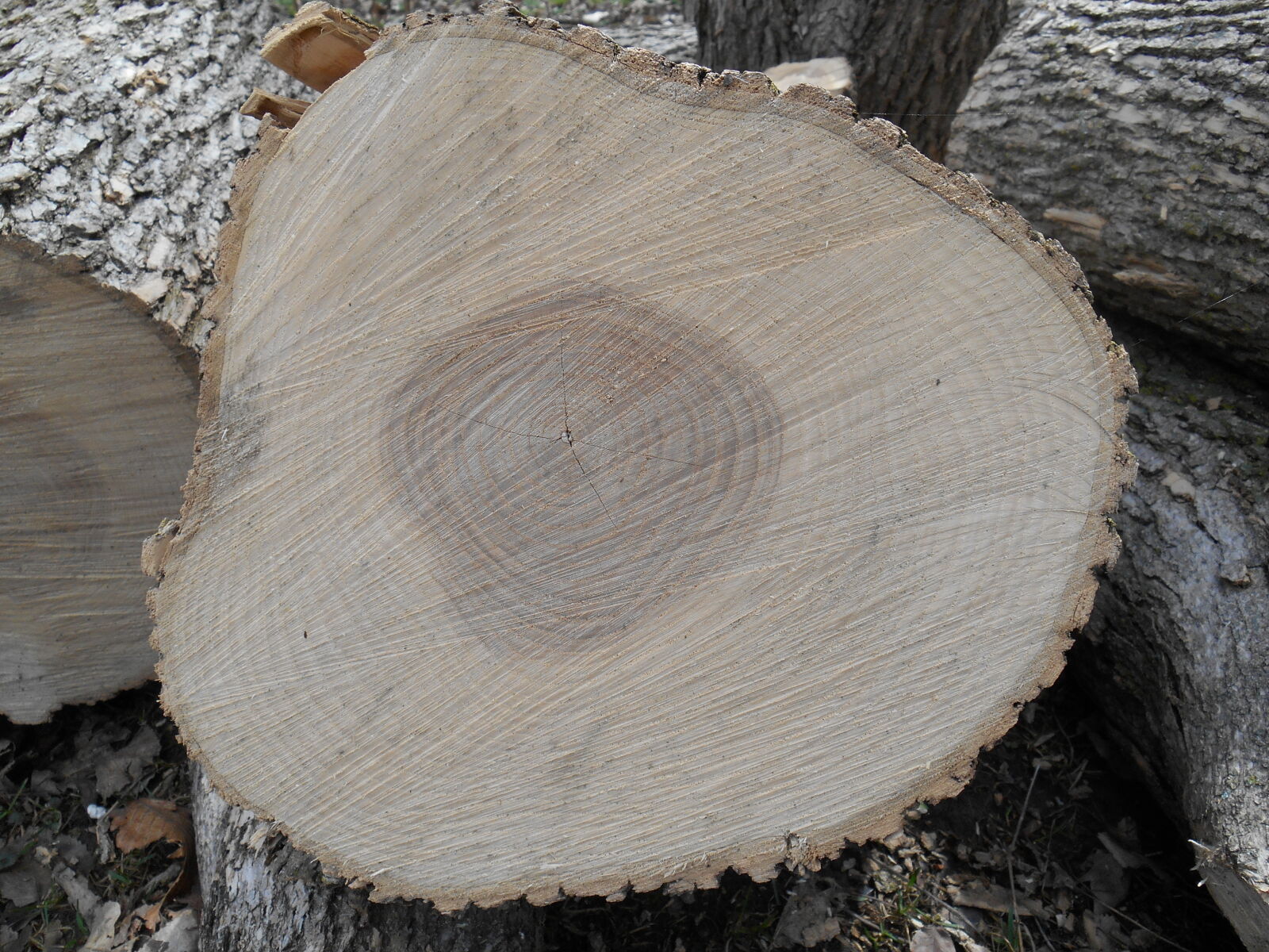 Nikon Coolpix S3500 sample photo. Arbre, black, and, white photography