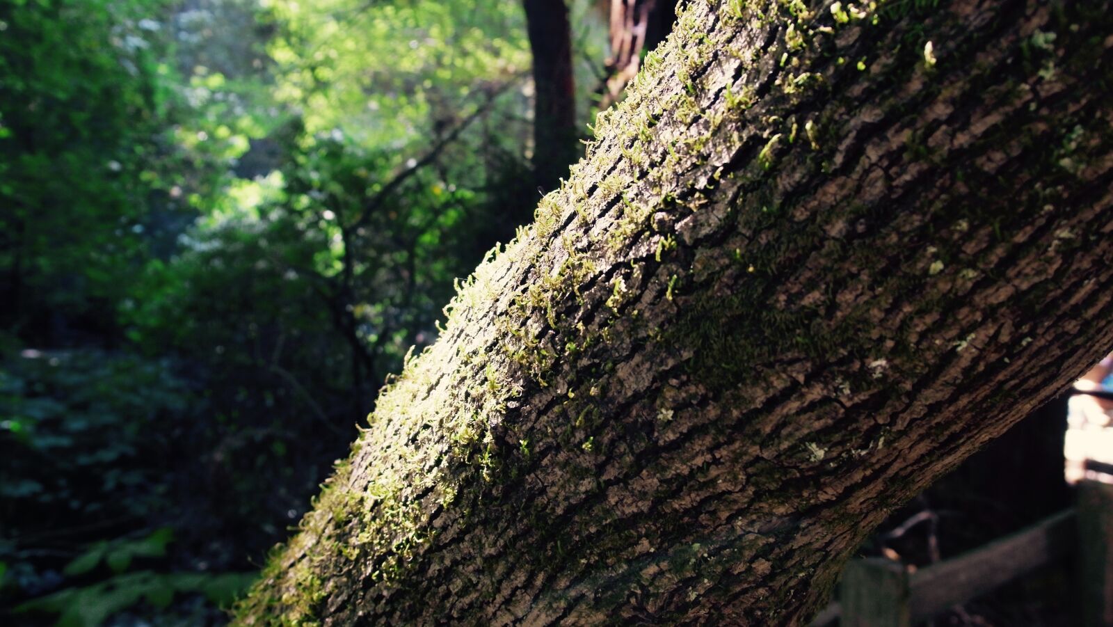 YI TECHNOLOGY M1 sample photo. Tree, moss, nature photography