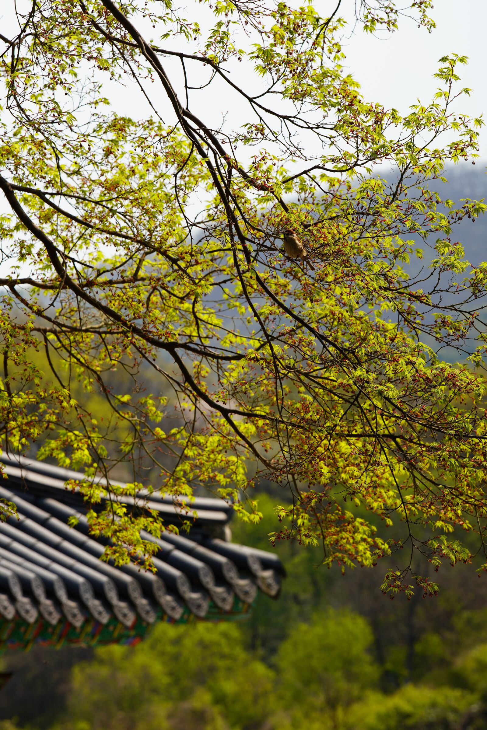 Canon EF 70-200mm F2.8L USM sample photo. Korea, temple, flower photography