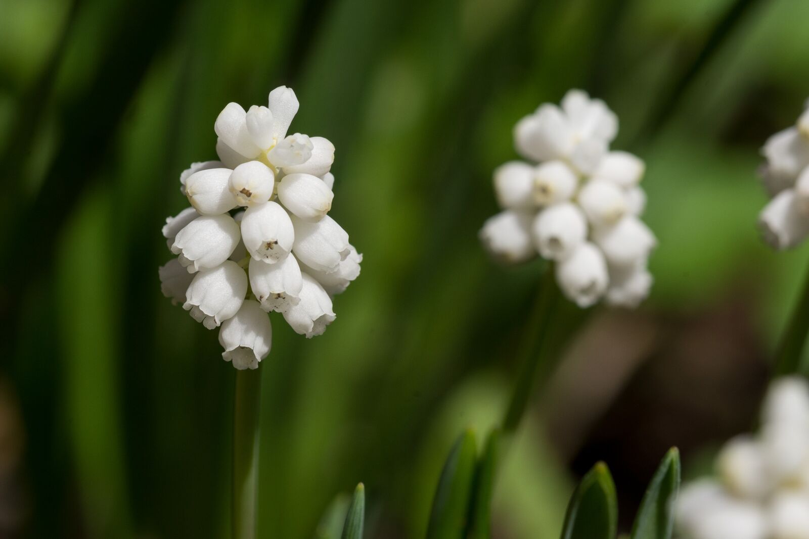 Nikon D7200 sample photo. Plant, nature, flower photography