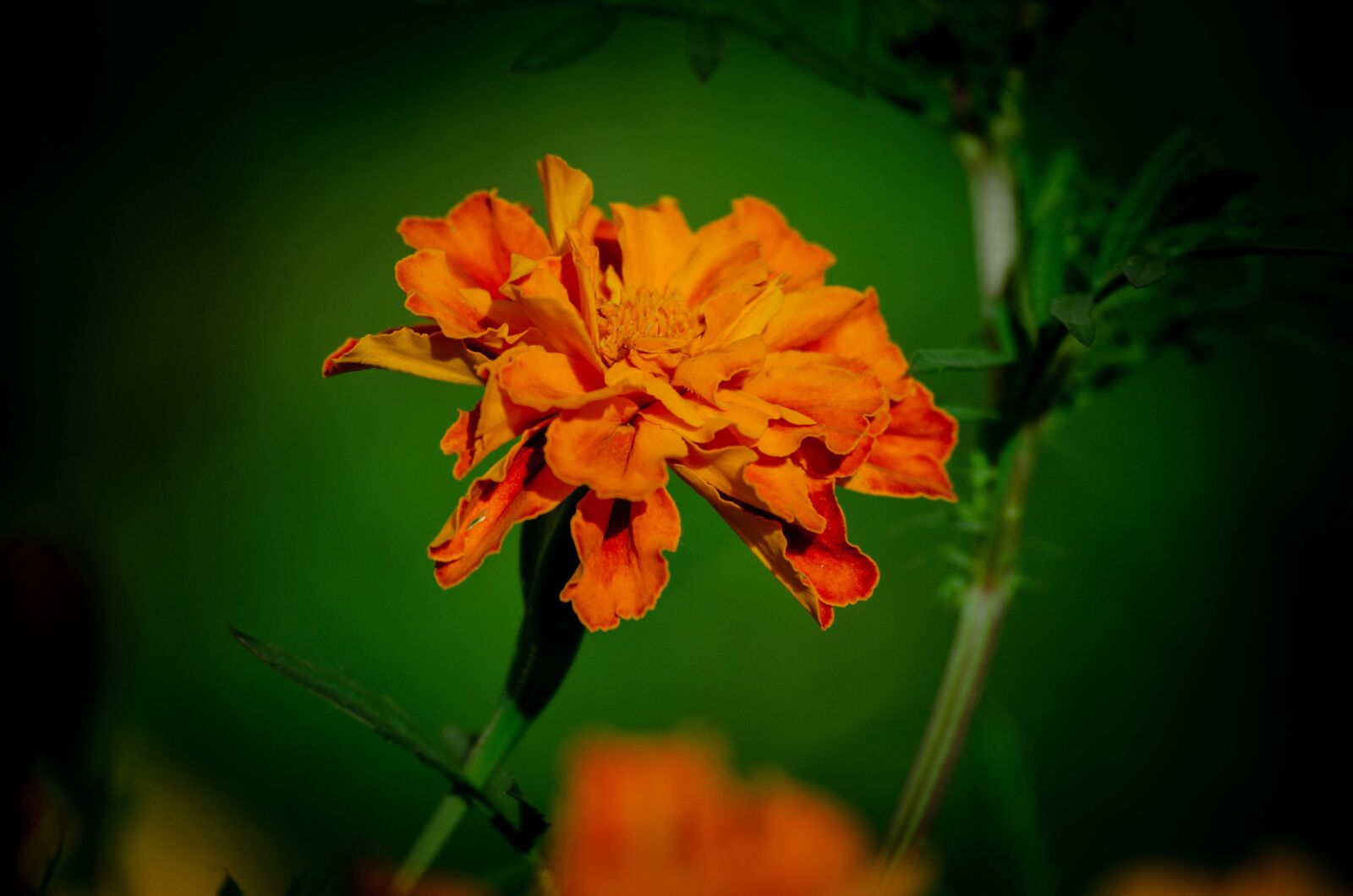 Nikon D5100 sample photo. Flowers, garden, nature photography