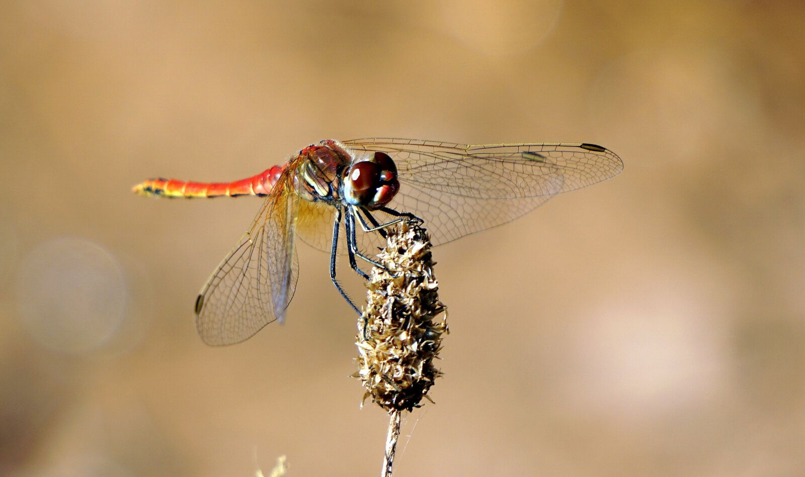 Sony E 55-210mm F4.5-6.3 OSS sample photo. Insect, red, flying insect photography