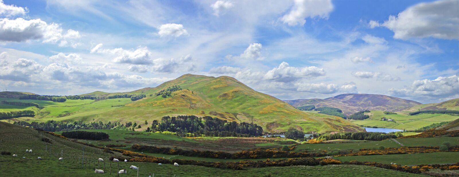 Sony Cyber-shot DSC-W130 sample photo. Countryside, scotland, sheep photography