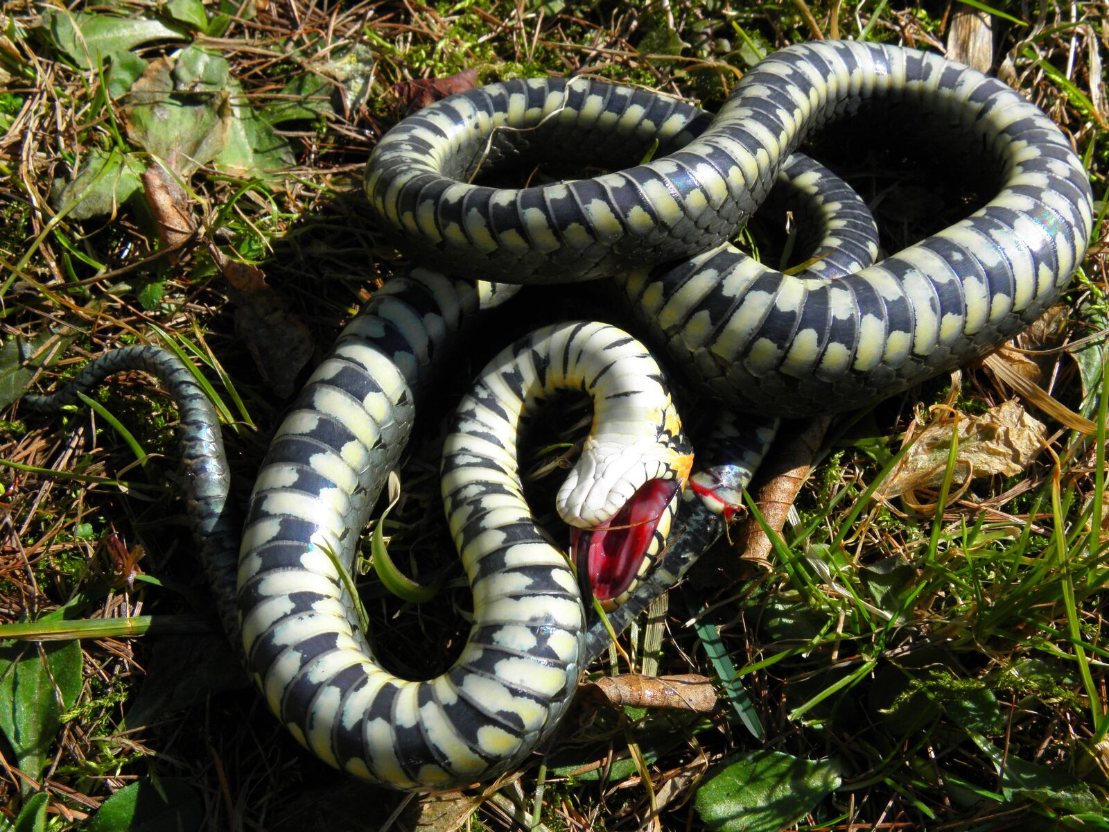 Olympus SP590UZ sample photo. Grass snake, snake, forest photography