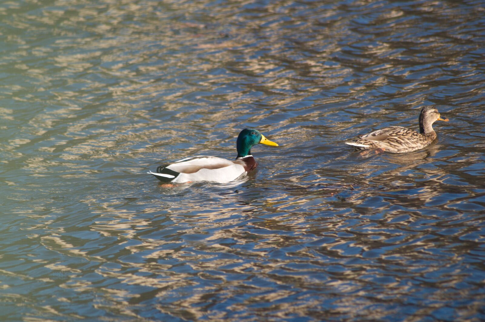 Nikon D5000 sample photo. Duck, anas, mallard photography