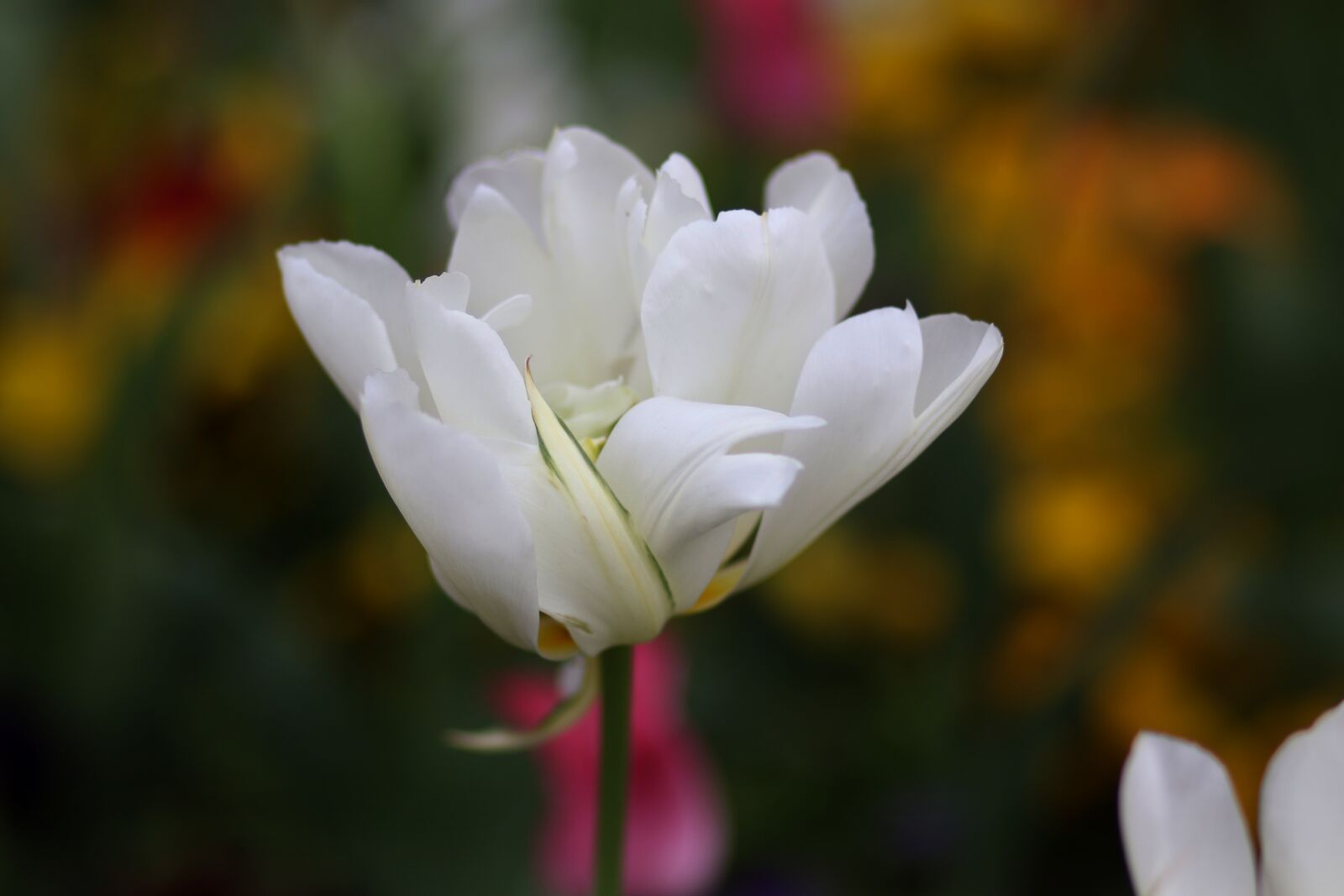 Canon EF 85mm F1.8 USM sample photo. Tulip, white, supplies photography