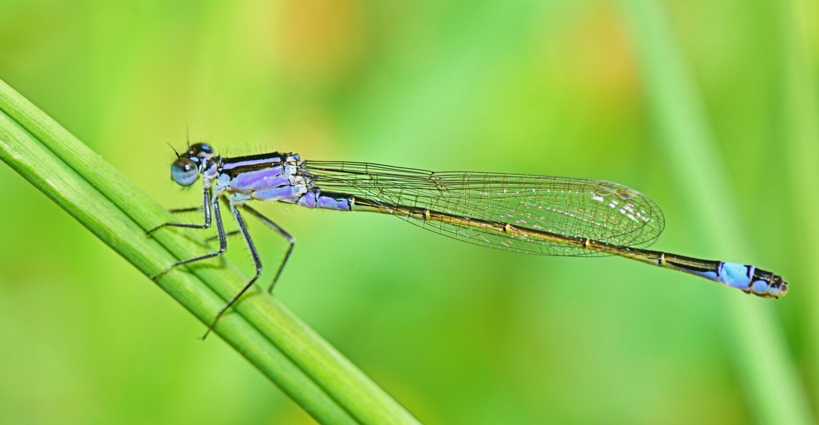 Nikon D7200 sample photo. Nature, insect, bichito photography