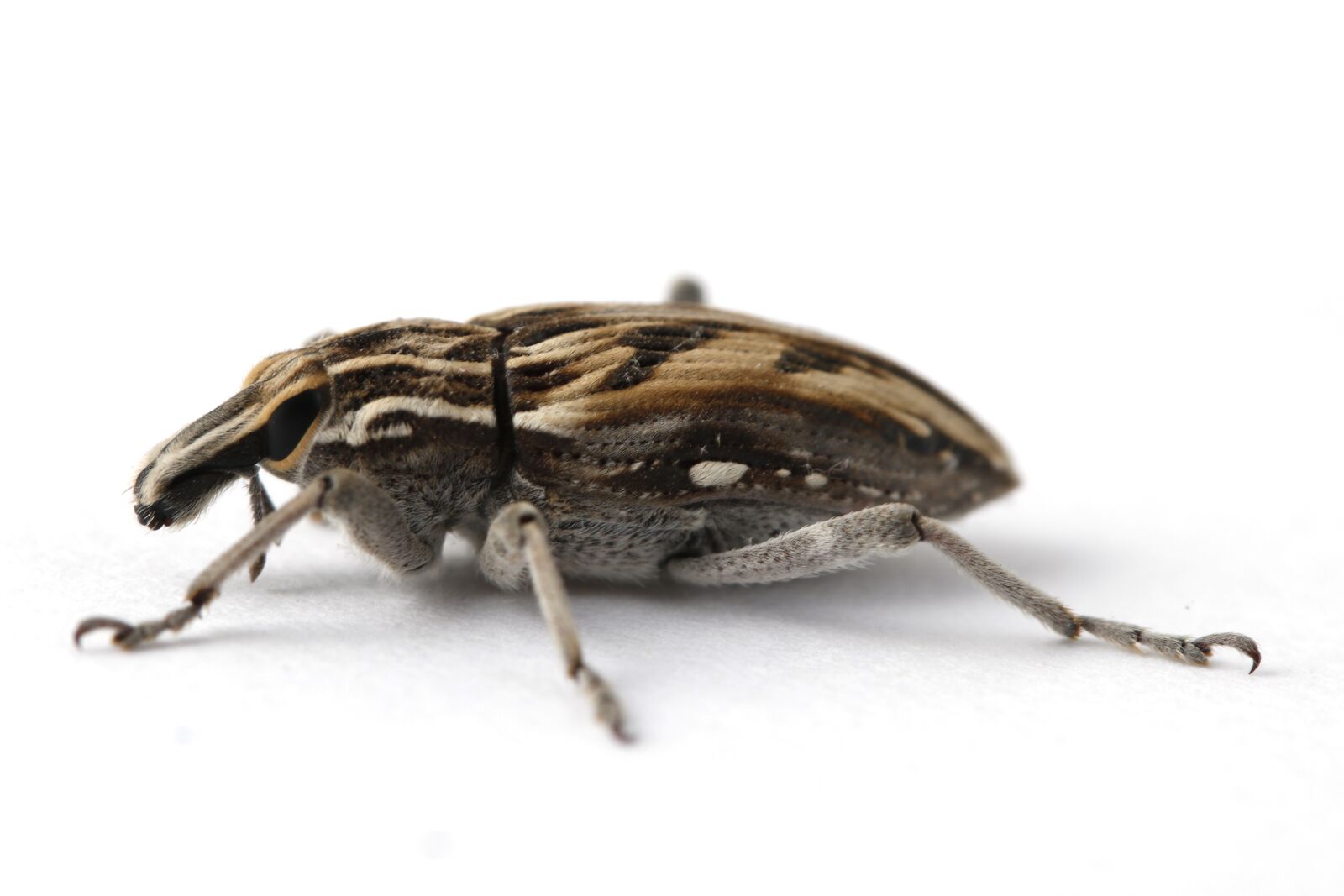 Canon EOS 750D (EOS Rebel T6i / EOS Kiss X8i) sample photo. Insect, insects, nature photography