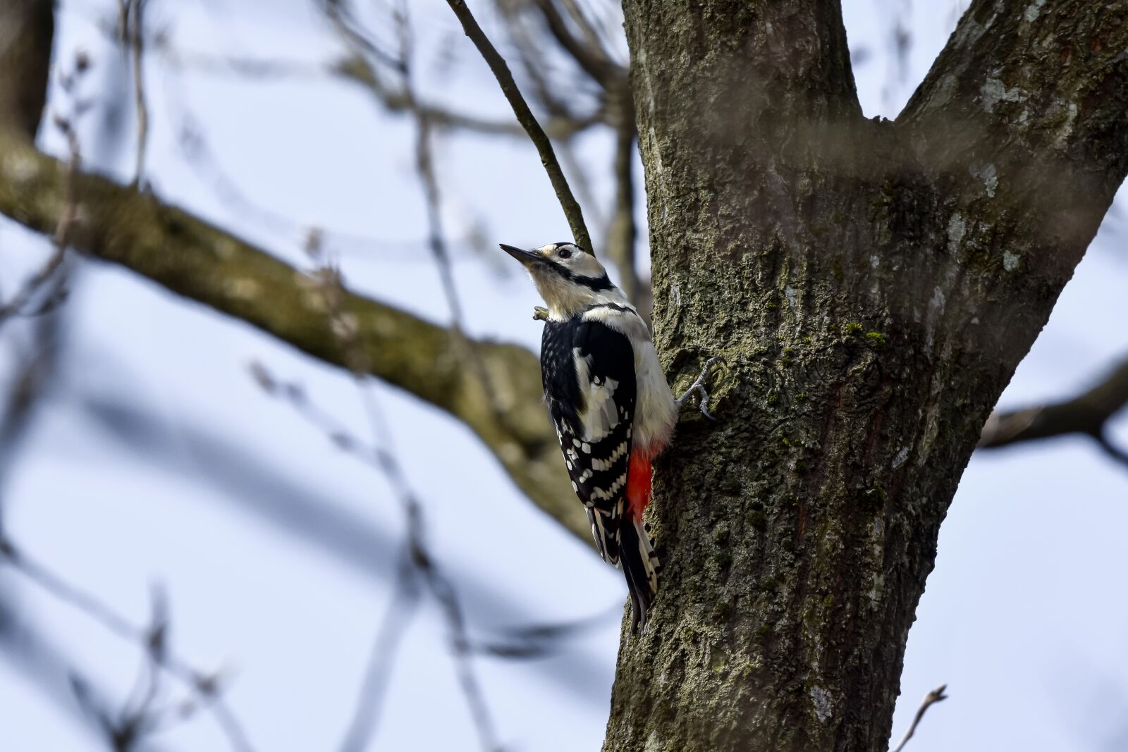 Nikon D7200 sample photo. Animal, forest, wood photography