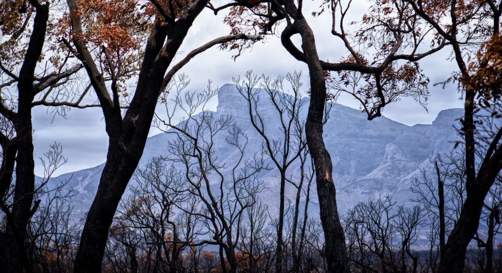 Nikon D3300 sample photo. Bushfire, trees, smoke photography