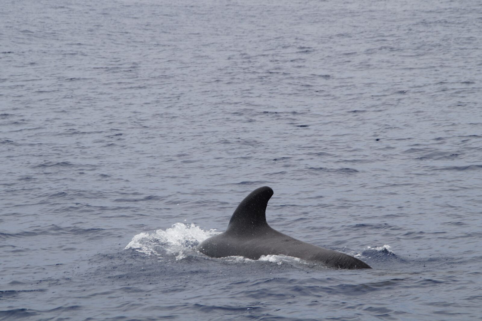 Sony SLT-A58 sample photo. Wal, pilot whale, pilotwal photography