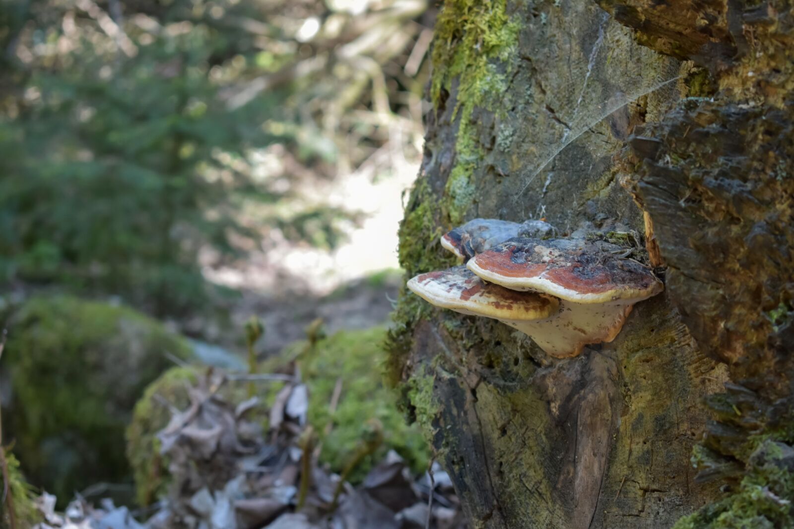 Nikon D3400 sample photo. Mushroom, forest, wild photography
